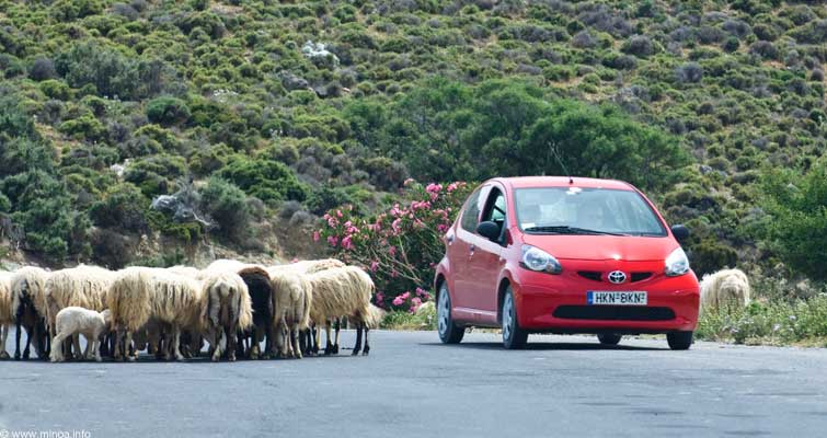 Road with sheep in Crete
